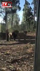 Leões dão Show no Zoo
