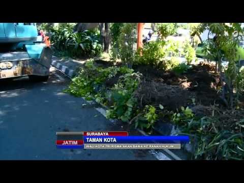 NET JATIM - Walikota Surabaya kesal tanaman taman bangkul diinjak injak