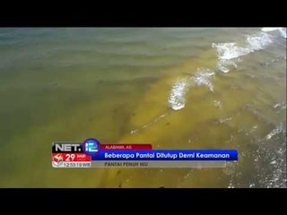 NET12 - Pantai Alabama Amerika tengah dipenuhi hiu