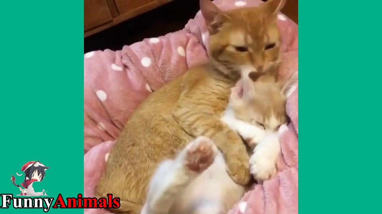 The Amazing Cats Hugs Kitten ►Mom Cat Hugging and Kissing Baby Kittens Video Compilation 2017