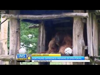 IMS - Prediksi orangutan jelang final perebutan Piala Jerman