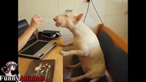 TRY NOT TO LAUGH or GRIN- Funny and Cute Bull Terrier Videos Compilation 2017