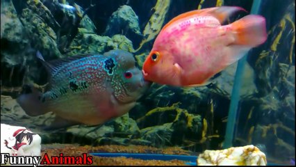 WOW! Animals Love Each Other Videos Compilation 2017