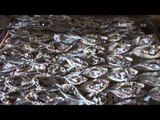NET12 - Pasokan ikan berkurang akibat cuaca buruk pengelolah ikan asin menurun di Tegal
