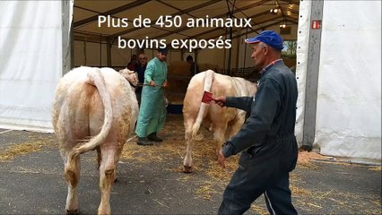 Fête du charolais 2017