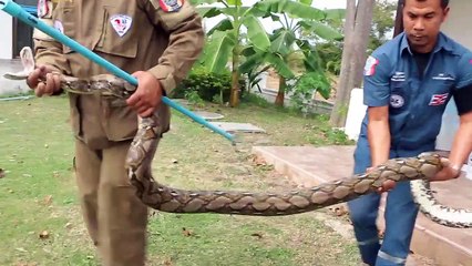 Video herunterladen: Ils découvrent un python de 4 mètres dans une machine à laver