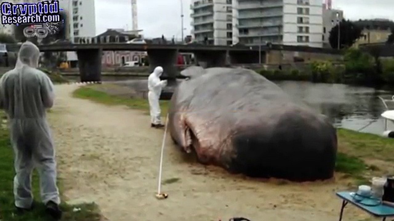 Megalodon Shark Caught on Tape Eats Great White, Real Dragon, UFO