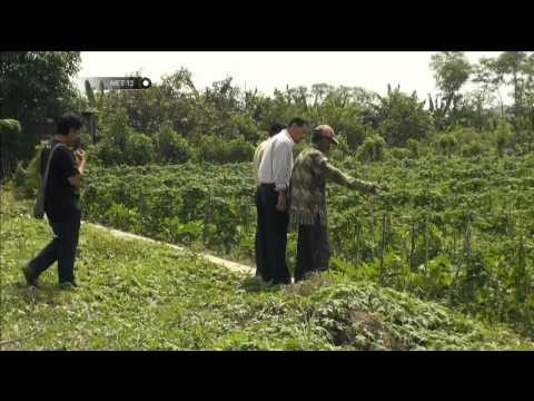 NET12 - Seorang bocah SD ditemukan dibuang di areal persawahan Indramayu