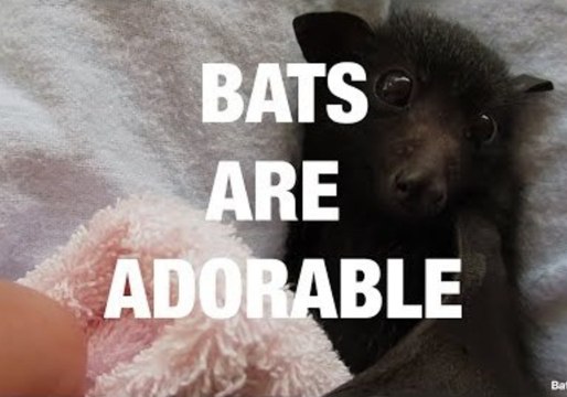 Bats Are One of the Cutest Animals Out There