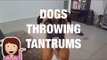 Sassy Dogs Throwing Tantrums