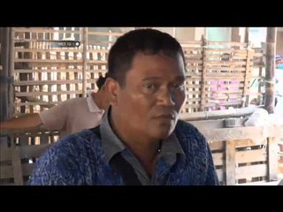 NET12 - Harga Ayam Kampung Naik 100%