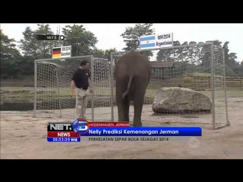 Gajah Ini Memprediksi Jerman Akan Menang Melawan Argentina -NET5