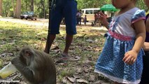 OMG! Animal Attack Kids - Monkey Attack Tourists Daughter Near Angkor Wat - Wild Animal Attack