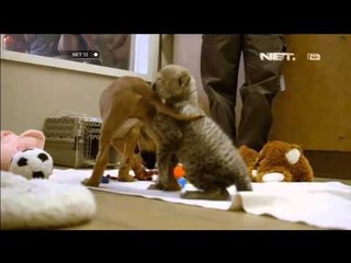 Nelayan dirikan penampungan bagi elang raptor yang terluka - NET12