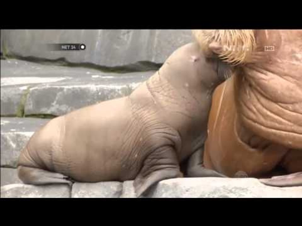 Bayi walrus lahir di penangkaran walrus Jerman - NET24