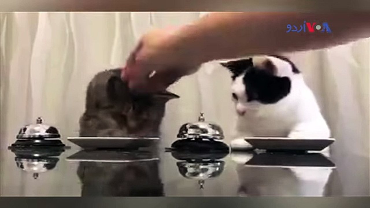 cat asking for money by ringing bell