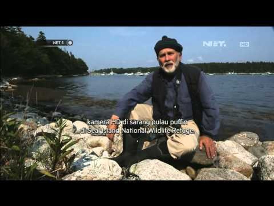 Konservasi burung Puffin - NET5