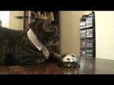 Pemutaran Film Kucing di Amerika -NET5