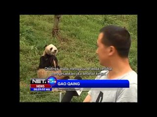 Panda tua masih lincah beraktivitas - NET24