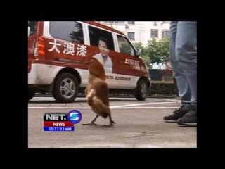 NET5 - Ayam unik bisa berdiri tegap di Cina