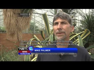 Tumbuhan Berusia 80 Tahun Berbunga Pertama Kali - NET12