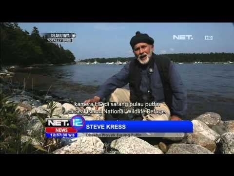 Konservasi Burung Puffin - NET12