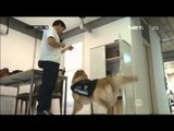 Seorang Penyanyi Rap dan Anjing Penolong Berusaha Mengubah Peraturan di Brasil -NET17