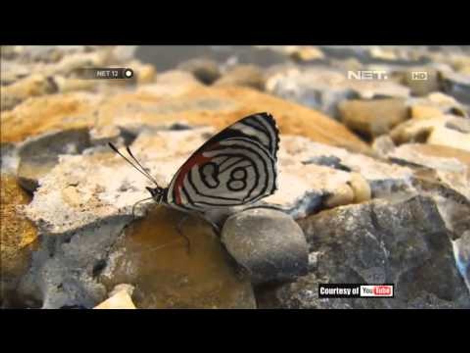 Kupu kupu tercantik di dunia - NET12