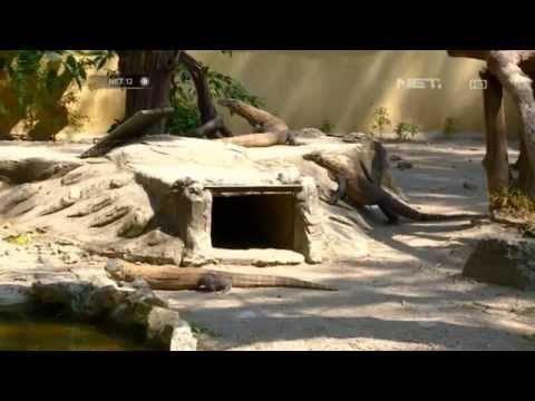 NET12 - Kebun Binatang Surabaya Mengirim Sampel Komodo yang Mati ke Laboratorium Polda Jatim