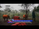 Jasa Pengasuh Bayi Gajah di Kenya -NET5