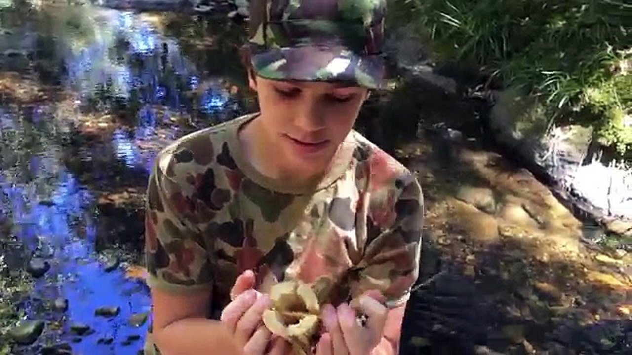 Spearfishing HUGE Eels! Catch n Cook, (primitive spear making)