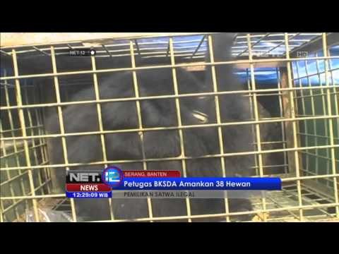 Petugas BKSDA amankan 38 hewan liar pemilikan ilegal - NET12