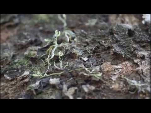 Anggrek terkecil di dunia - NET5