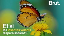 Et si les insectes volants disparaissaient ?