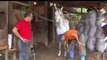 Primitive Technology Horse Hoof Cleaning Scraping Shoeing Polishing Rasp File Grinding Blacksmith