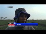 NET12 - Diserang hama ulat petani bawang merah panen dini