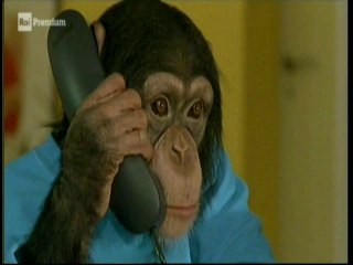 Il nostro amico Charly 13x03 - L’ Isola dei pavoni