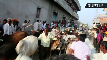 Estos hombres se dejan aplastar por una estampida de vacas