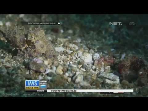 Daftar Hewan Cantik dengan Racun Mematikan -IMS