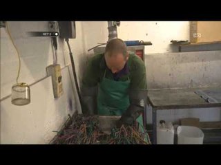 Permata buatan dari semak heater - NET5