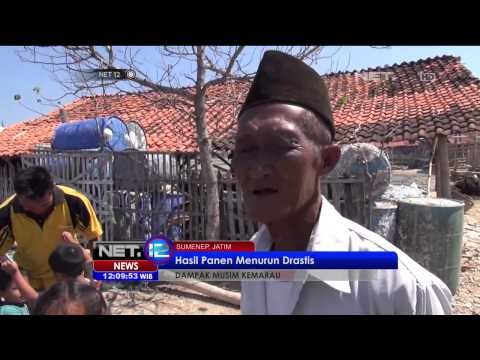 Budidaya Rumput Laut Rusak Musim Kemarau - NET12