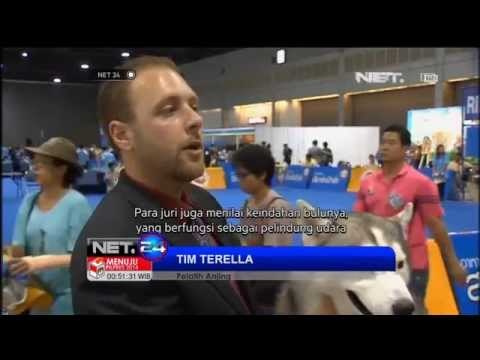 Kompetisis anjing ras Thailand - NET24