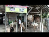 Harga hewan kurban di Tasikmalaya naik karena kesulitan cari pakan ternak - NET12