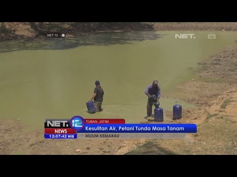 Petani di Tuban tunda masa tanam karena kesulitan air - NET12