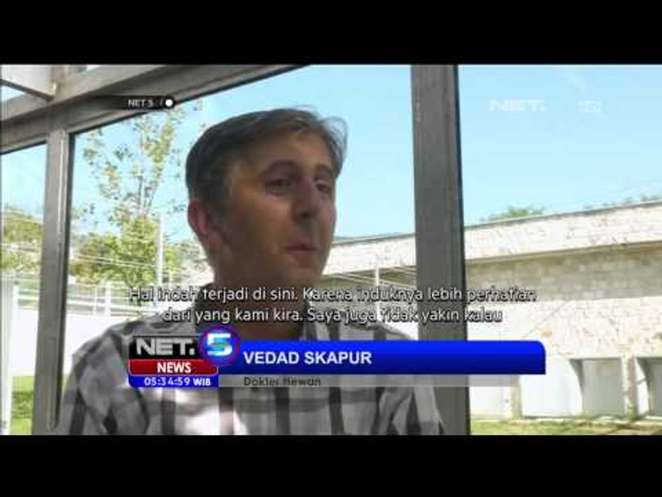 Anak Singa Sarajevo - NET5