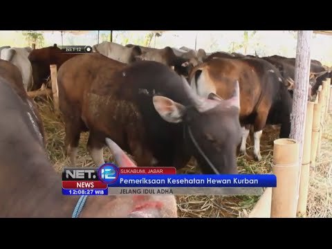 Dinas pertanian pangan Sukabumi periksa kesehatan hewan kurban - NET12