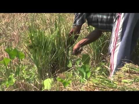 Hasil Produksi Tanaman Padi di Malang Masih Tinggi dengan Sistem Tanam Pola Baru -IMS