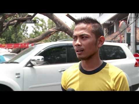 Pohon tumbang karena usia - NET17