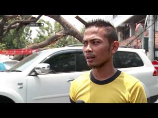 Pohon tumbang karena usia - NET17