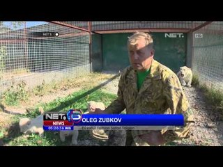 Singa putih Crimea lahirkan 3 orang anak - NET5